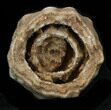 Flower-Like Sandstone Concretion - Pseudo Stromatolite #34215-1